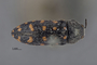 3741516 Acmaeodera pinalorum, type, habitus, dorsal view.