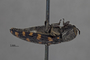 3741516 Acmaeodera pinalorum, type, habitus, lateral view.