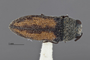 3741517 Acmaeodera lucernae, holotype, habitus, dorsal view.