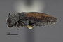 3741517 Acmaeodera lucernae, holotype, habitus, lateral view.