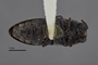 3741517 Acmaeodera lucernae, holotype, habitus, ventral view.