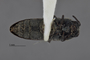 3741518 Acmaeodera santarosae, holotype, habitus, ventral view.