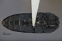 3741519 Acmaeodera quadrivittata cazieri, holotype, habitus, ventral view.