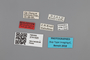 3741520 Acmaeodera robigo, holotype, label