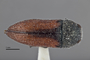 3741520 Acmaeodera robigo, holotype, habitus, dorsal view.