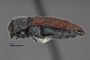 3741520 Acmaeodera robigo, holotype, habitus, lateral view.