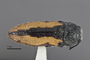3741522 Acmaeodera starrae, holotype, habitus, dorsal view