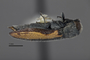 3741522 Acmaeodera starrae, holotype, habitus, lateral view