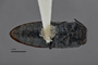 3741522 Acmaeodera starrae, holotype, habitus, ventral view