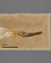 3741525 Acmaeodera wickenburgana, holotype, dissected genitalia