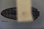 3741525 Acmaeodera wickenburgana, holotype, habitus, ventral view