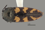 3741526 Acmaeodera yuccauora, holotype, habitus, dorsal view