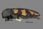 3741526 Acmaeodera yuccauora, holotype, habitus, lateral view