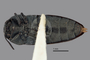 3741526 Acmaeodera yuccauora, holotype, habitus, ventral view