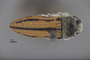3741527 Acmaeodera yumae, holotype, habitus, dorsal view