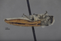 3741527 Acmaeodera yumae, holotype, habitus, lateral view
