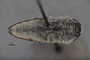 3741527 Acmaeodera yumae, holotype, habitus, ventral view