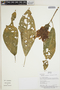 Aphelandra aurantiaca (Scheidw.) Lindl., Bolivia, J. Urrelo et al. 318, F
