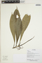 Philodendron Schott, Ecuador, R. Aguinda 270, F