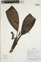 Stenospermation amomifolium (Poepp.) Schott, Ecuador, R. Aguinda 417, F