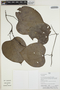 Aristolochia ruiziana (Klotzsch) Duch., Peru, H. Beltrán S. 5490, F
