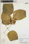 Bignoniaceae, Bolivia, J. Urrelo et al. 477, F