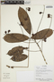 Connarus punctatus Planch., Ecuador, R. Aguinda 386, F