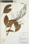 Connarus ruber (Poepp.) Planch., Bolivia, J. Urrelo 130, F