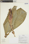 Costus amazonicus subsp. krukovii Maas, Ecuador, R. Aguinda 394, F