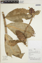 Costus arabicus L., Peru, H. Beltrán S. 5655, F