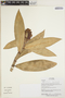 Costus arabicus L., Ecuador, R. Aguinda 377, F