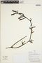 Gurania lobata (L.) Pruski, Peru, H. Beltrán S. 5554, F