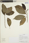 Hieronyma oblonga (Tul.) Müll. Arg., Ecuador, R. Aguinda 1511, F