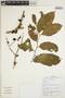 Lacistema aggregatum (P. J. Bergius) Rusby, Bolivia, N. Paniagua Z. et al. 2059, F