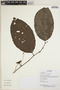 Neosprucea grandiflora (Spruce ex Benth.) Sleumer, Ecuador, R. Aguinda 930, F