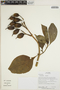 Symbolanthus G. Don, Ecuador, R. Aguinda 1630, F