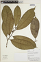 Sorocea pubivena subsp. hirtella (Mildbr.) C. C. Berg, Peru, M. A. Ríos Paredes 452, F