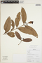 Myrcia guianensis (Aubl.) DC., Bolivia, N. Paniagua Z. et al. 2045, F