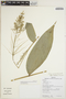 Parodiolyra micrantha (Kunth) Davidse & Zuloaga, Bolivia, N. Paniagua Z. et al. 2130, F