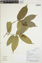 Brunfelsia chiricaspi Plowman, Ecuador, R. Aguinda 641, F