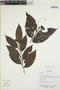 Solanum leptopodum Van Heurck & Müll. Arg., Ecuador, R. Aguinda 864, F