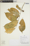 Gloeospermum cf. longifolium Hekking, Peru, H. Beltrán S. 5428, F