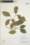 Rinorea viridifolia Rusby, Peru, H. Beltrán S. 5777, F