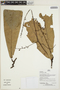 Pleurothyrium insigne van der Werff, Peru, I. Huamantupa 15384, F