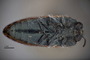 3741535 Acmaeodera dozieri, holotype, habitus, ventral view