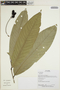 Eschweilera caudiculata R. Knuth, Ecuador, R. Aguinda 807, F