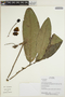 Eschweilera caudiculata R. Knuth, Ecuador, R. Aguinda 966, F