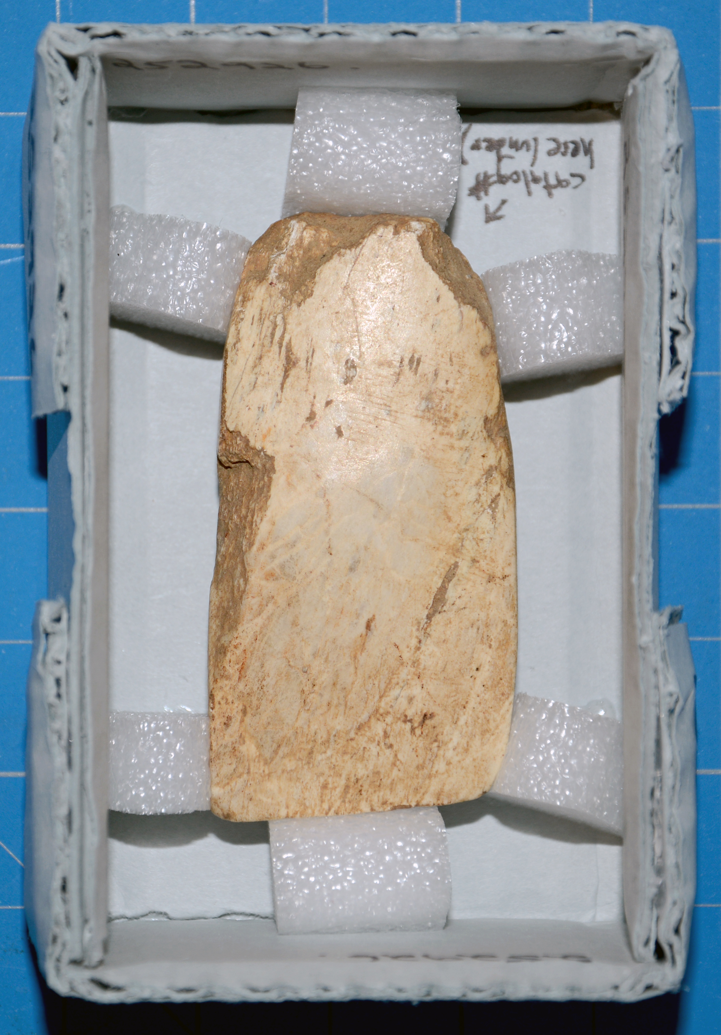 reference image in mount 