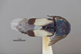 3741547 Hesperorhipis hyperbolus, holotype, habitus, dorsal view