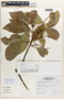 Allophylus incanus Radlk., Peru, A. Sagástegui A. 15411, F